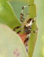 /album/araneidae/araneus-marmoreus-male-jpg/